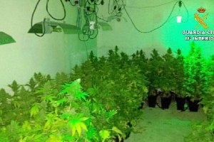 Cultivo decomisado por la Guardia Civil