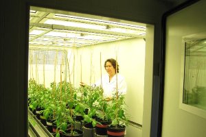 Cámara de cultivo de tomate raf.