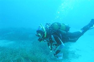 El monumento natural de Posidonia formará parte de la exposición