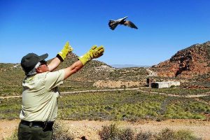 Suelta de un cernícalo en el Parque Natural después de su recuperación en el Crea.