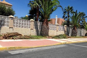 palmeras podadas en la Urbanización de Roquetas.