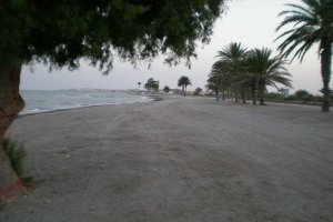 Palmeras en la playa de La Ventilla.