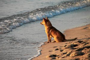 Playas como Mónsul y Genoveses permite el acceso a los dueños con su animal de compañía.