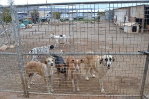 Perros en la Sociedad Protectora de Animales.