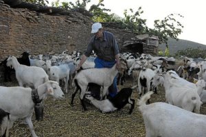 Antonio conoce a todas sus cabras y ovejas.