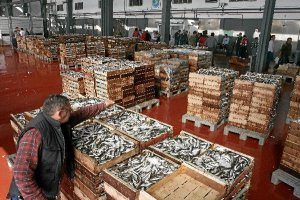 Pescado fresco en una lonja almeriense