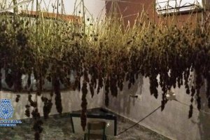 Plantación incautada