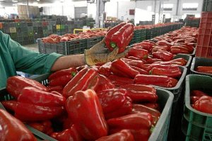 El pimiento, el producto más exportado este año