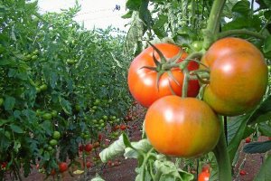 Campaña de tomate<d