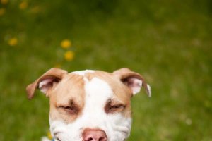 El Pitbull está considerado como una raza peligrosa.e;clip:rect