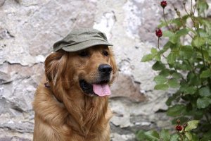 Los asistentes podrán conocer mejor a sus mascotas.e;clip:rect(