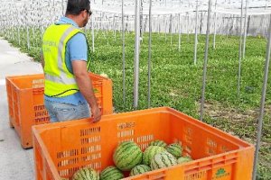 Guardia Civil en un invernadero de sandíasx,aut