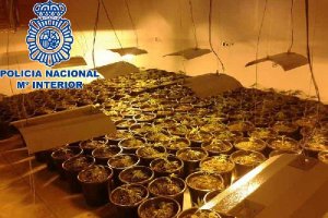 Plantas incautadas por la Policía.o,4