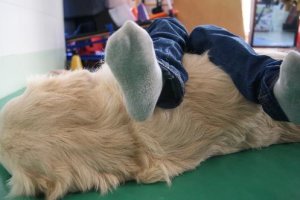 Un niño juega con un perro.o,469px);}