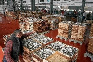 Pescado en la lonja de Almeríao,469px