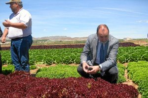 El delegado en una plantación de lechugas en Pulpíe;clip:rect(4