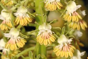 Una especie que solo se encuentra en este entornoe;clip:rect(46