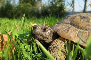 La tortuga Testudo Graeca está protegidax,auto,