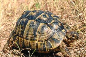 Ejemplar de tortuga mora.o,469px);}</