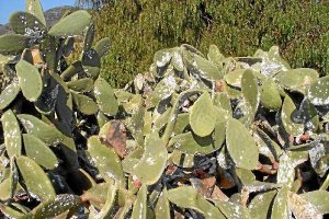 Chumberas afectadas por la cochinilla del carmín.e;clip:rect(46