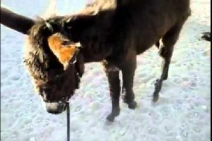 Aunque Capitán sigue débil esperan que consiga salvarsee;clip:r