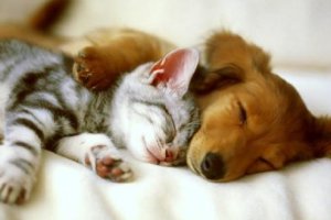 A la hora de tener mascota podemos pedir consejo a un veterinariotyle>.apqj{position:absol