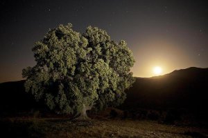 Fotografía ganadora del primer premio en el safari celebrado el pasado fin de semana.tyle>