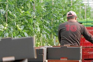 Los trabajadores agrícolas son los que más buscan otro empleo.e