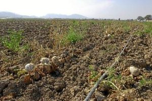 Desde octubre el agua caída en la provincia es muy escasa.e;cli