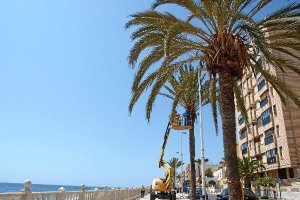 Instalación de las nuevas palmeraso,4