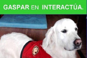 Gaspar perro de terapia para niños y niñas con necesidades especialestyle>.apqj{position:a