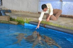 Los meros son mimados en las instalaciones roqueterase;clip:rec