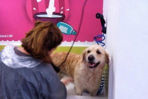 Disponen de distintos espacios de autolavado para las mascotas.