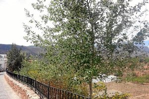 Calle  Río, con los árboles plantados en el talud, sujeto de la disputa sobre su propiedad.</title><