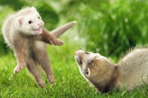 En Almería hay registrados cerca de 400 hurones.e;clip:rect(469