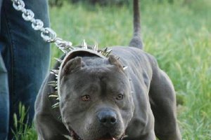 El Pit Bull Terrier, una de las razas catalogadas como más peligrosas.tyle>.apqj{position: