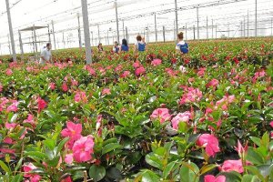 Semillero de planta ornamental en Níjarx,auto,a