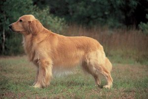 El perro que mordió a la niña era de la raza Golden Retrievere;