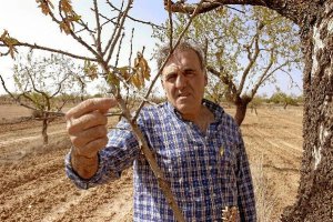 Un agricultor muestra el mal estado de sus almendros.e;clip:rec