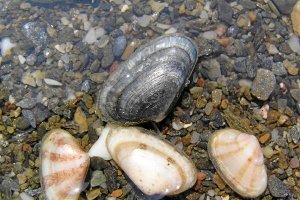Ejemplares de coquina guarrera localizados en el litoral almeriense y granadino.tyle>.apqj