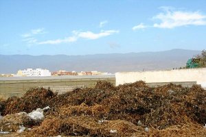 Restos vegetales junto a un invernadero en El Ejido.e;clip:rect