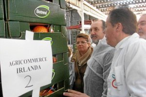 José Manuel Ortiz, observa unas cajas de naranjas preparadas para la exportación, en la SAT Cítricos
