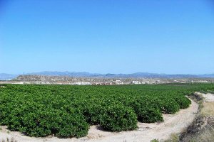 Cultivos de naranjos en el levante almeriensex,