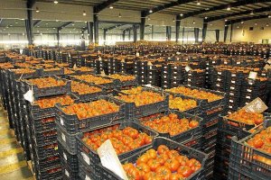 Tomates de la cooperativa listos para ser transportados.e;clip: