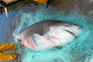 Ejemplar de tuburón pescado en el Levante.x,aut