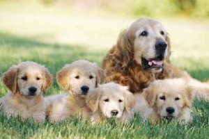 En las hembras se evita el celo y camadas indeseadas.e;clip:rec