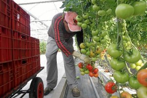 El invernadero almerienses es la principal locomotora de comercio exterior de la provincia.</title><