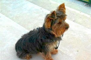 Goofy, el pequeño Yorkshire que fue lanzado a un árbitro.e;clip