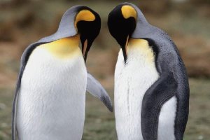 Los pingüinos pasan juntos toda su vida y crían juntos a sus polluelos tyle>.apqj{position