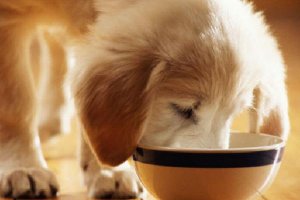 La alimentación es clave para controlar el sobrepeso. e;clip:re